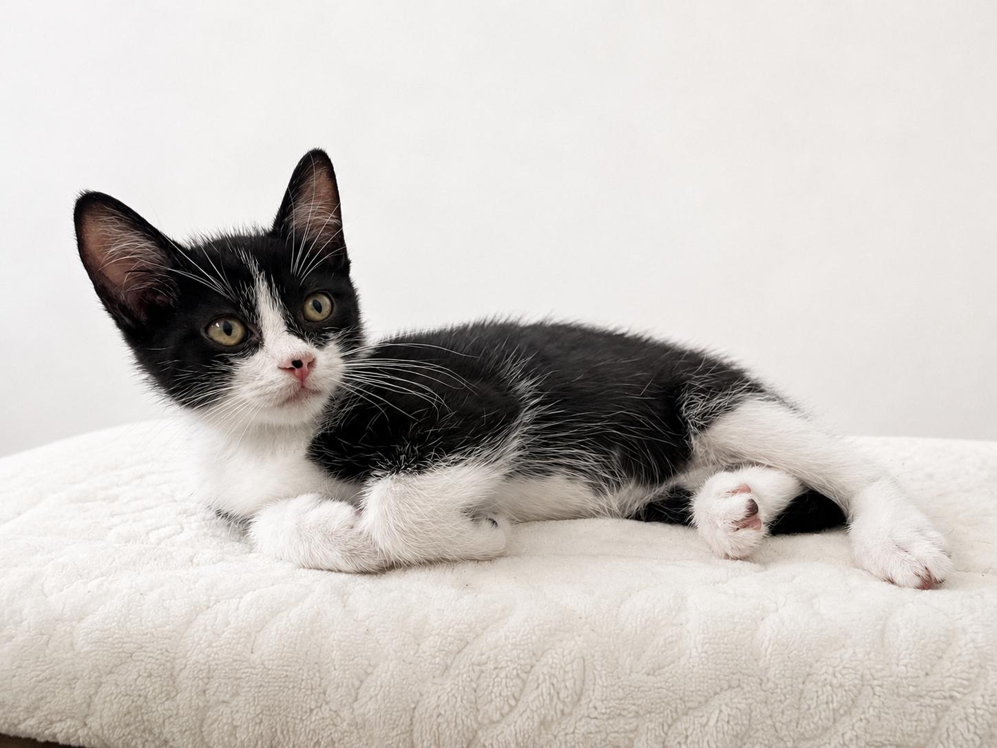 Enlarge Paulino, a ADOPTABLE Domestic Short Hair in Boston, MA image 2/4