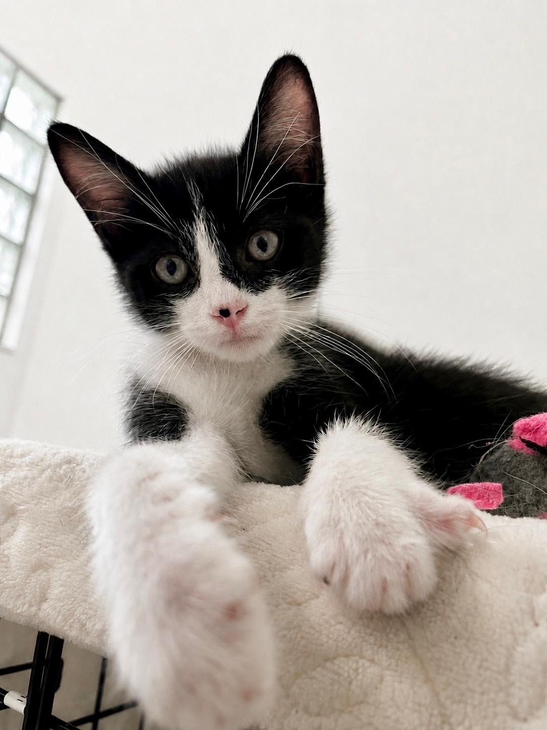 Paulino, ADOPTABLE, Kitten Male Domestic Short Hair.
