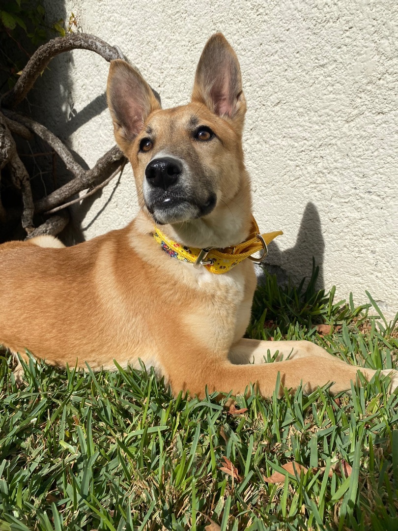 Bombon, Adoptable, Puppy Female German Shepherd Dog & Mixed Breed.