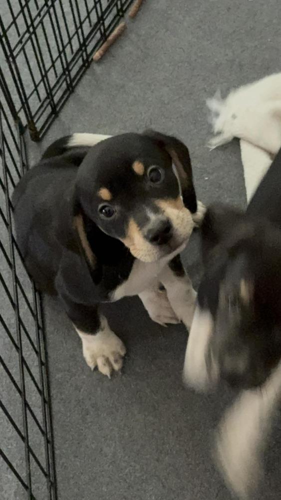 Pibb - adoption pending, Adoptable, Puppy Male Beagle.
