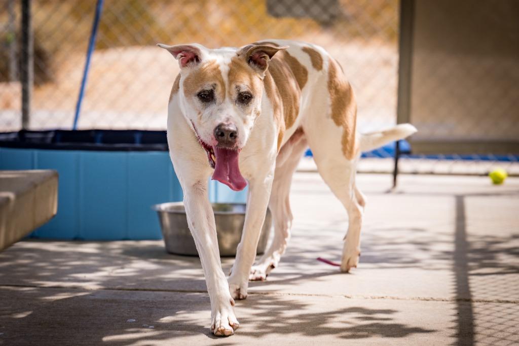 Uno, Adoptable, Adult Male Pit Bull Terrier.