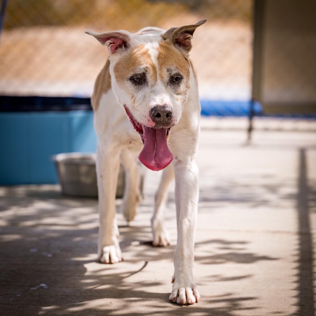 Enlarge Uno, a Adoptable mixed breed in Twentynine Palms, CA image 2/3
