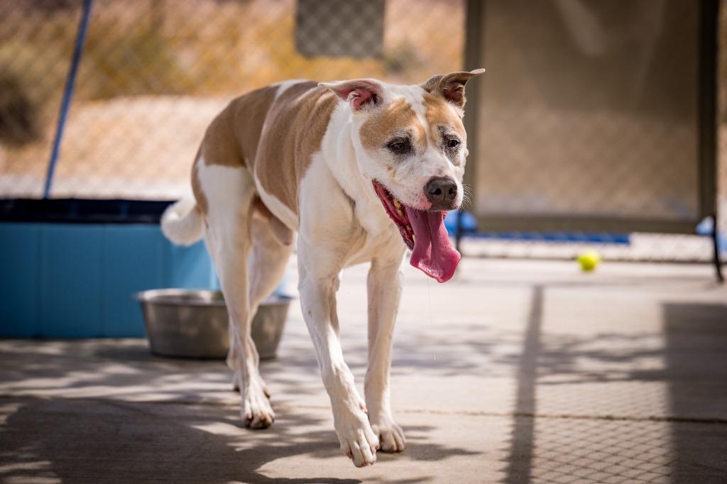 Enlarge Uno, a Adoptable mixed breed in Twentynine Palms, CA image 3/3