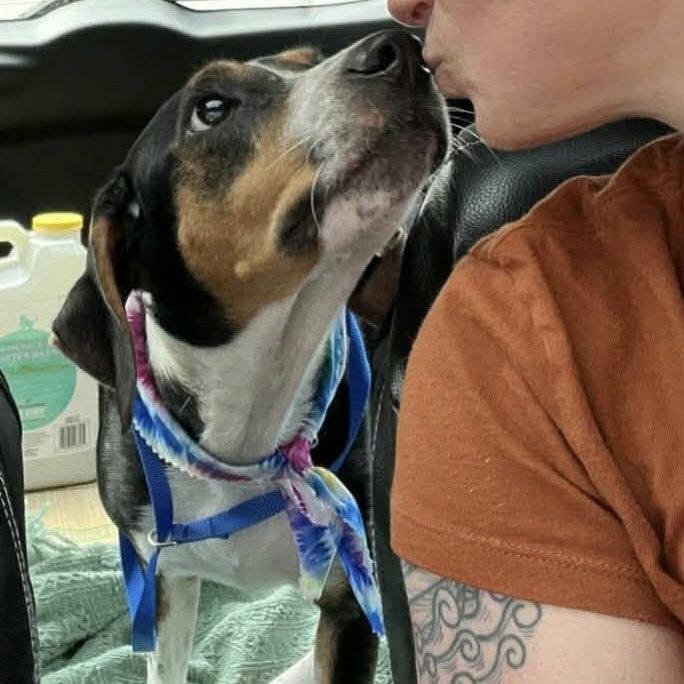 Kristina, Adoptable, Adult Female Hound.