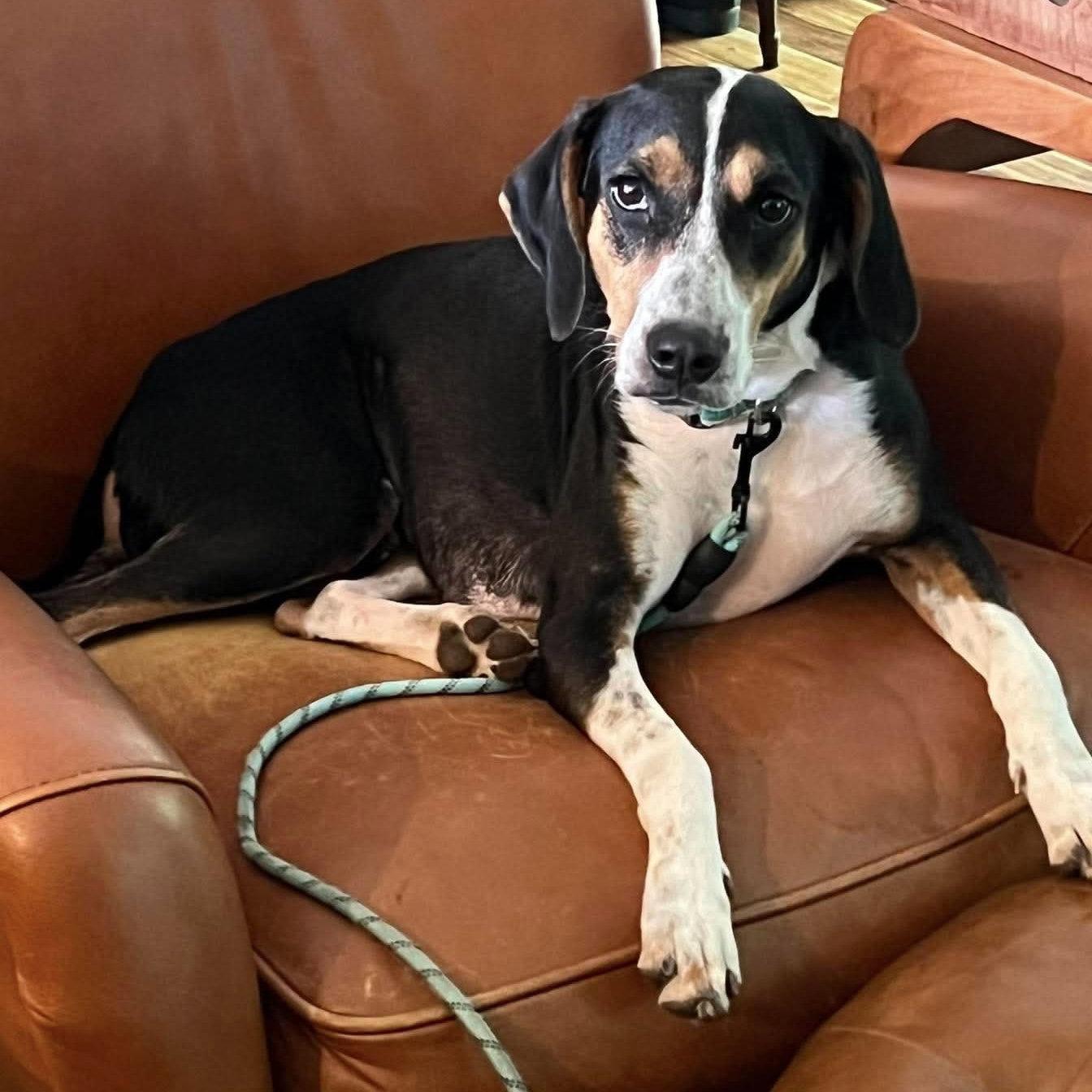 Enlarge Kristina, a Adoptable Hound in Asheville, NC image 2/3