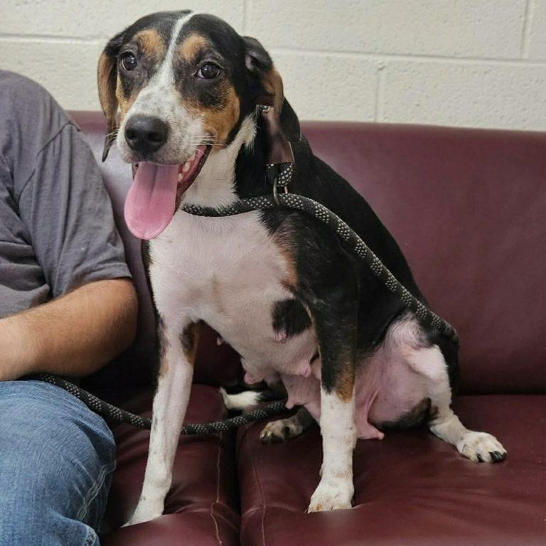 Enlarge Kristina, a Adoptable Hound in Asheville, NC image 3/3
