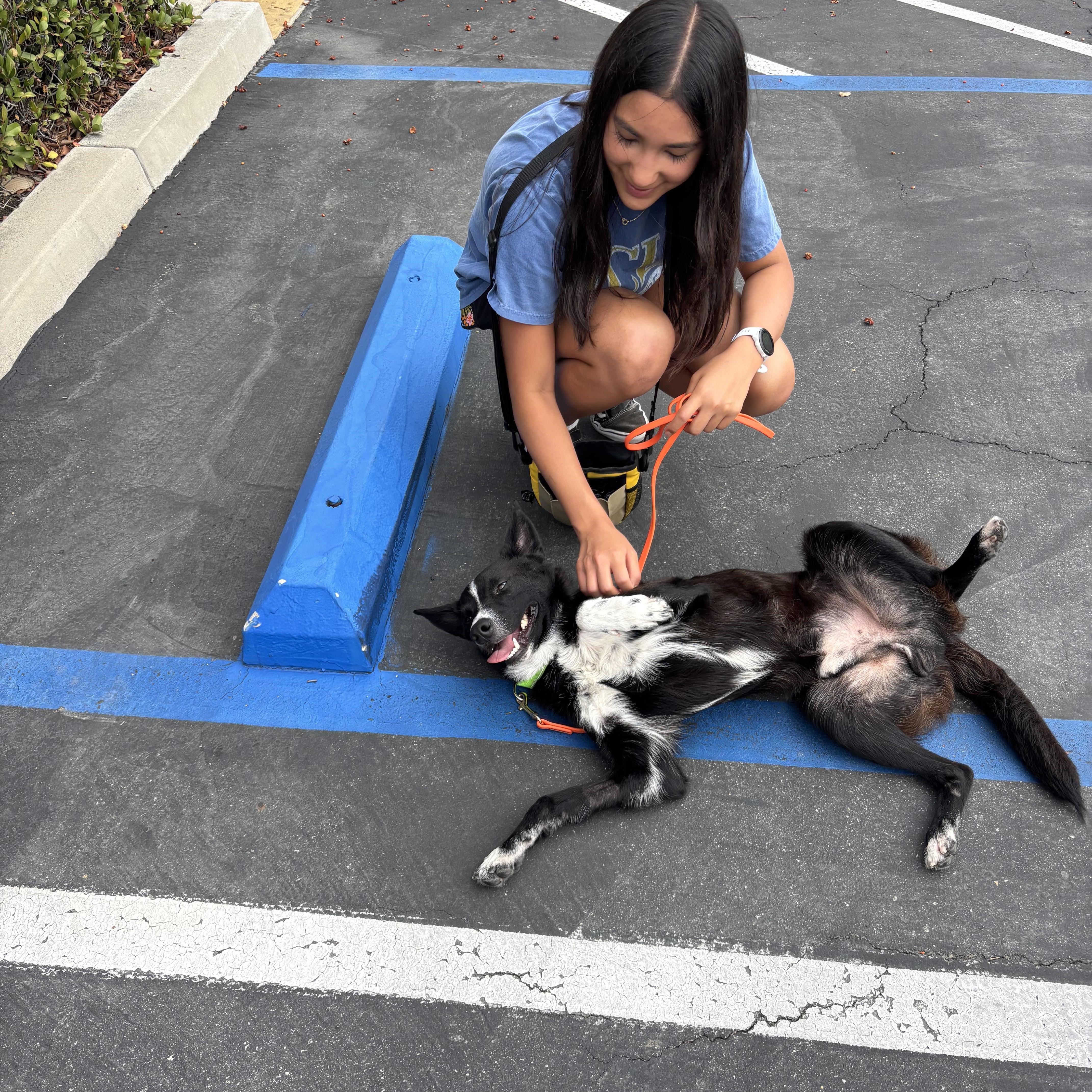 Enlarge Jimmy, a ADOPTABLE mixed breed in Rancho Santa Margarita, CA image 3/3