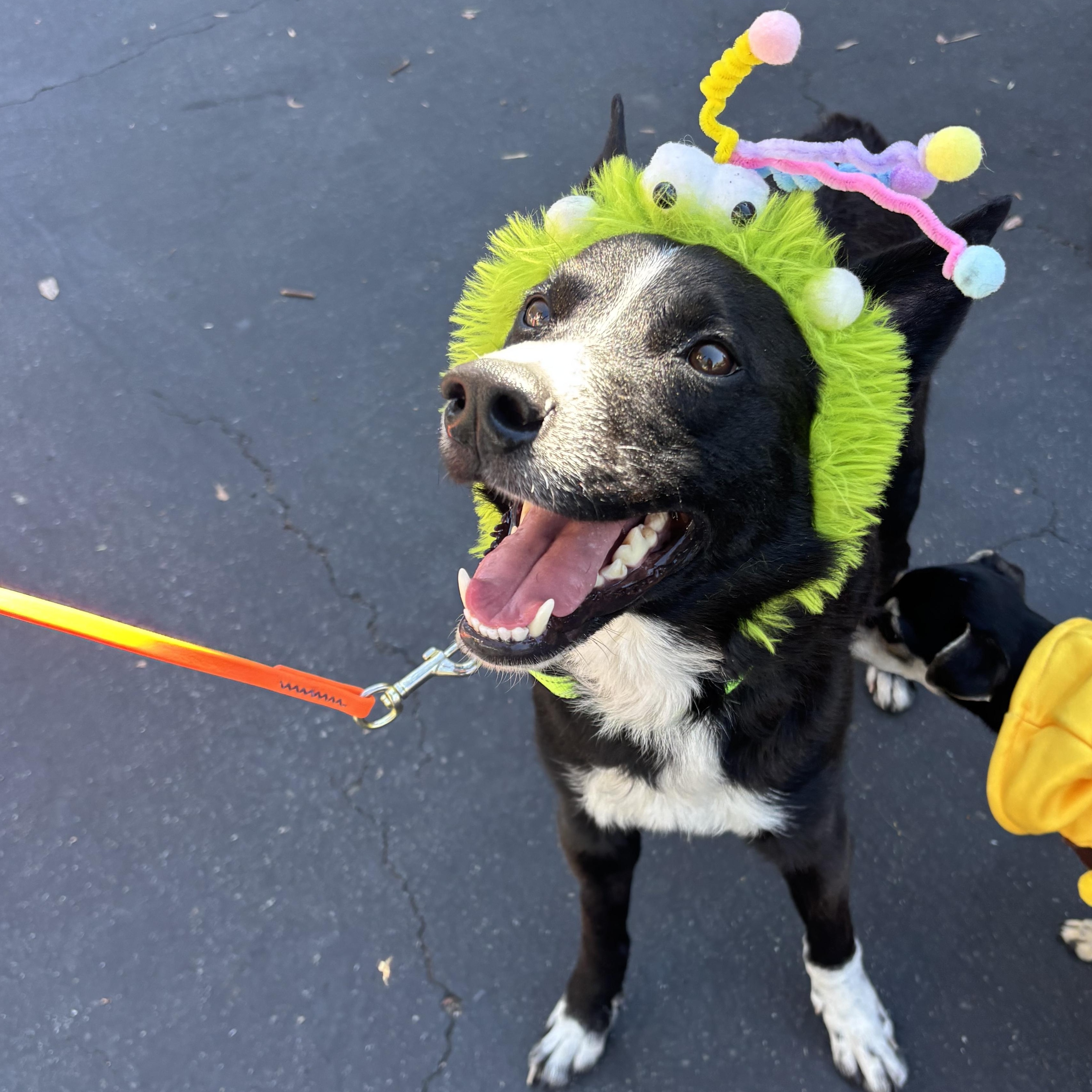 Jimmy, ADOPTABLE, Young Male Cattle Dog.