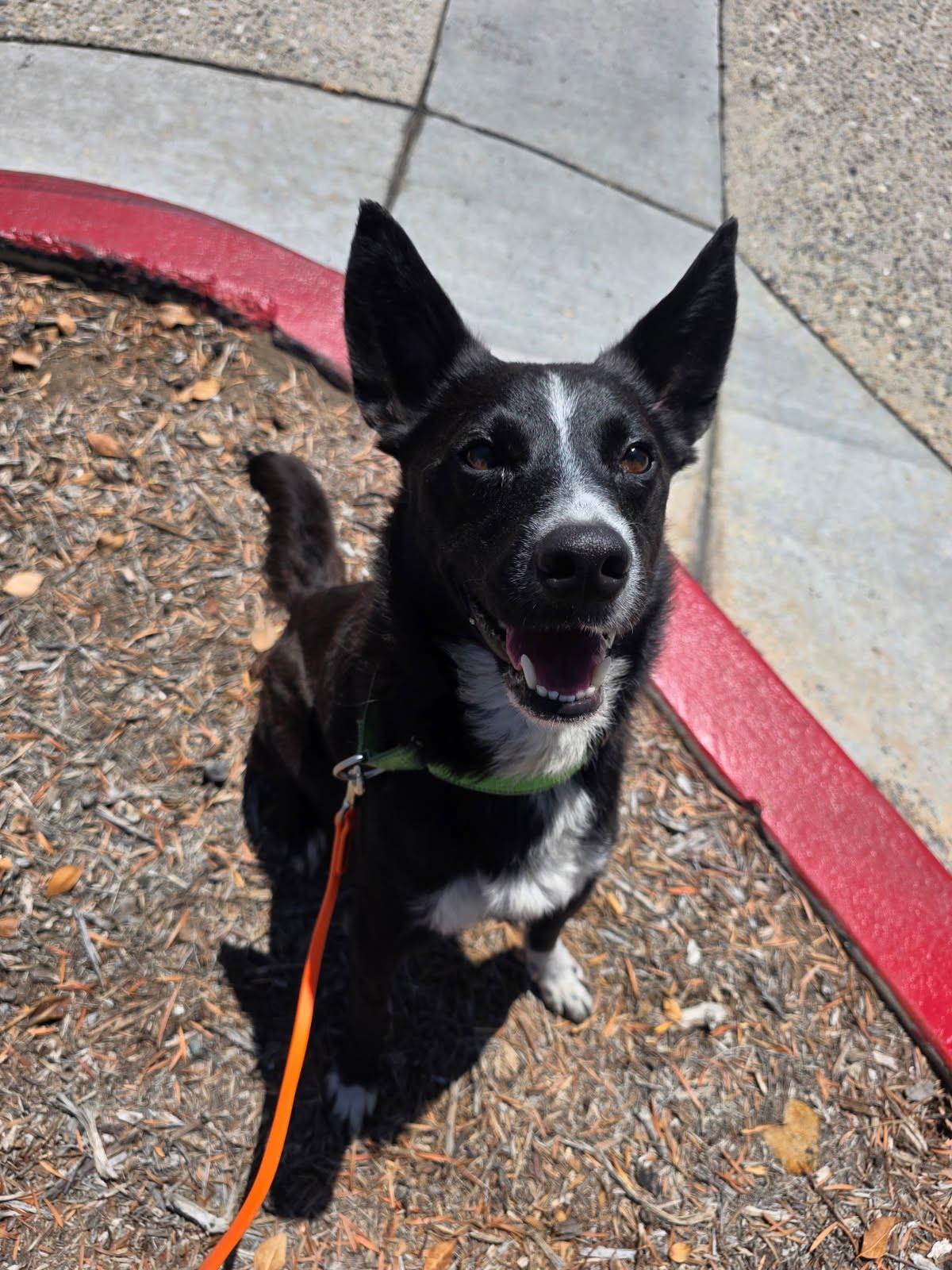 Jimmy, a ADOPTABLE mixed breed in Rancho Santa Margarita, CA image 5/5