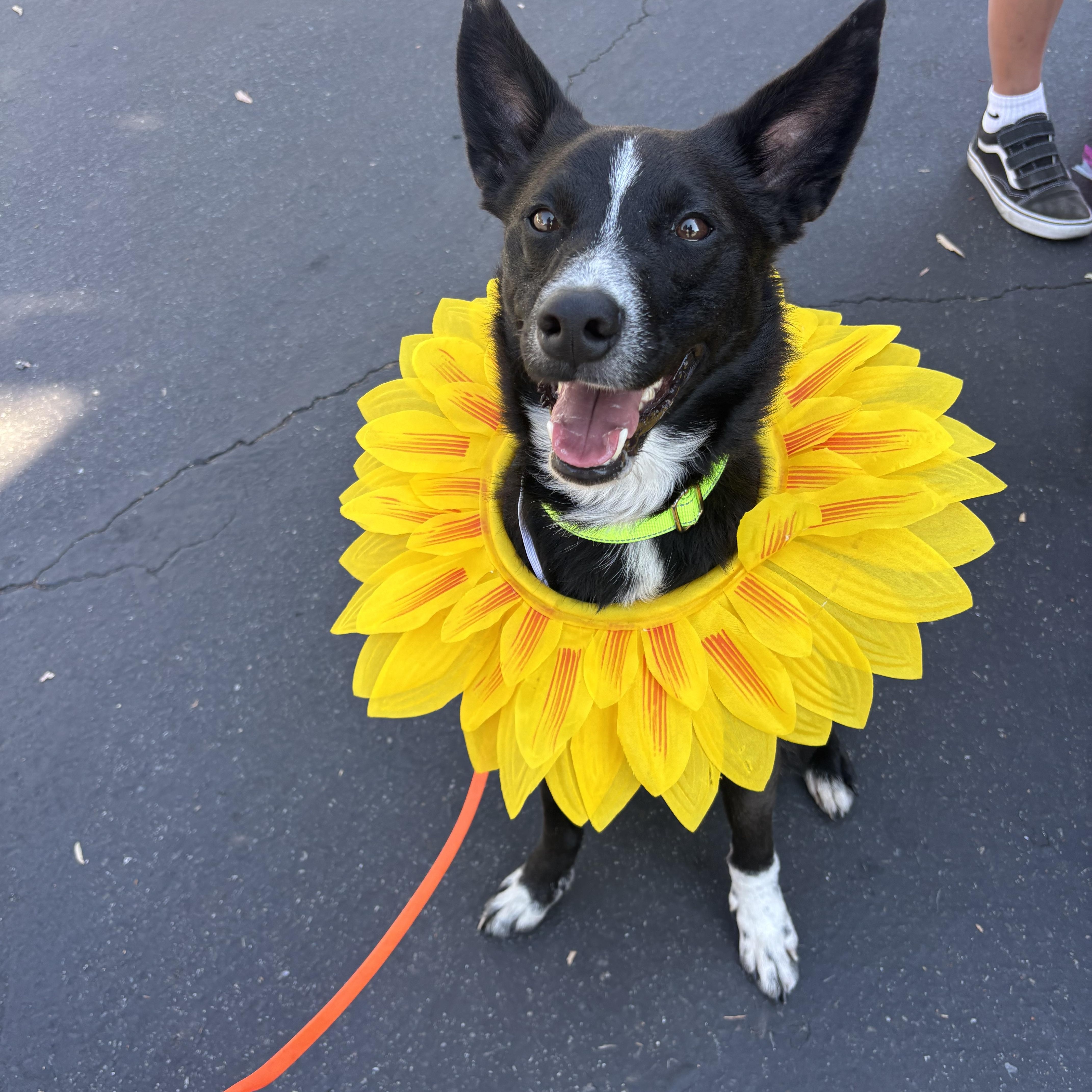 Jimmy, ADOPTABLE, Young Male Cattle Dog.