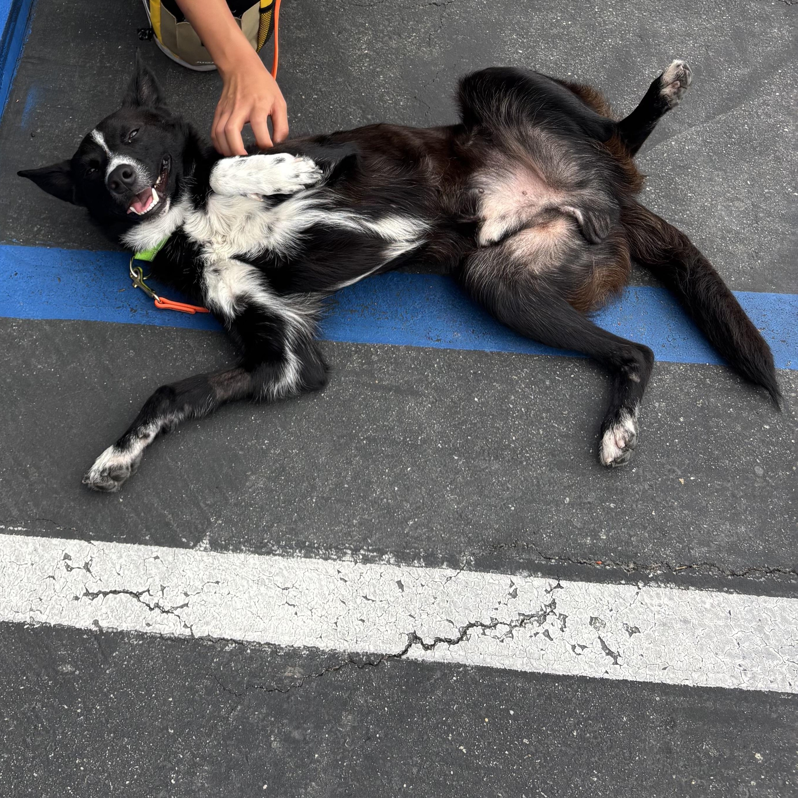 Enlarge Jimmy, a ADOPTABLE mixed breed in Rancho Santa Margarita, CA image 2/3