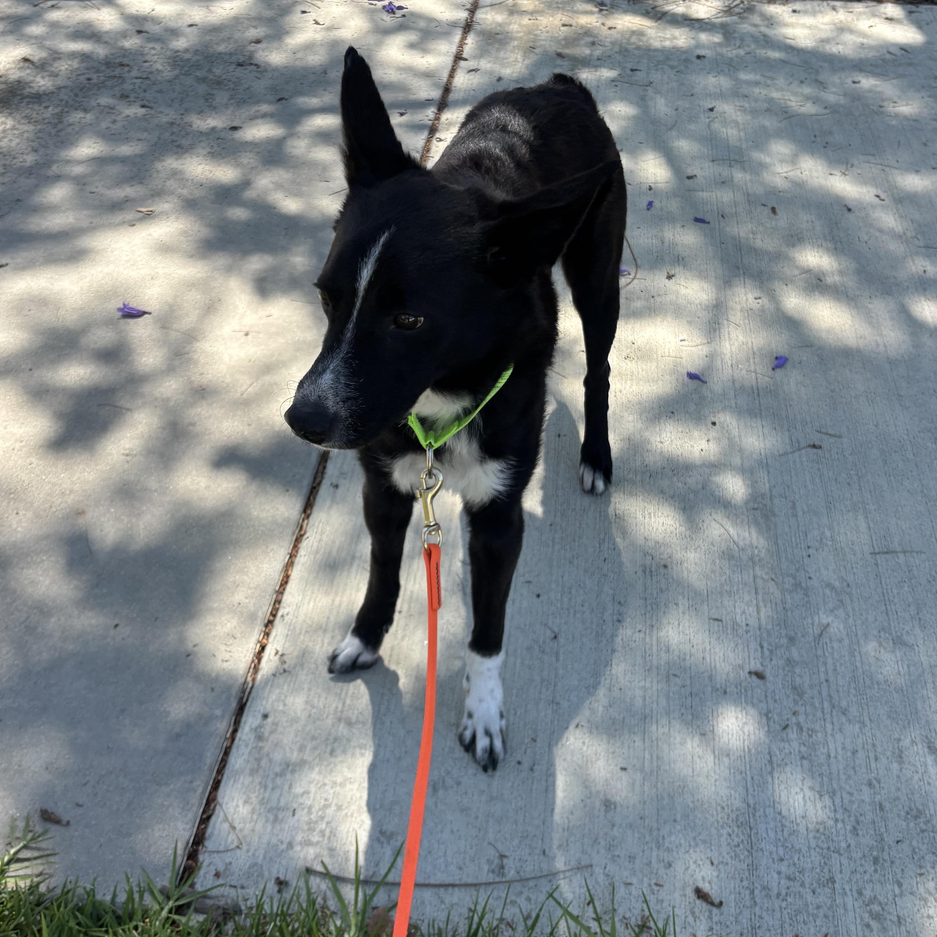Jimmy, a ADOPTABLE mixed breed in Rancho Santa Margarita, CA image 6/6