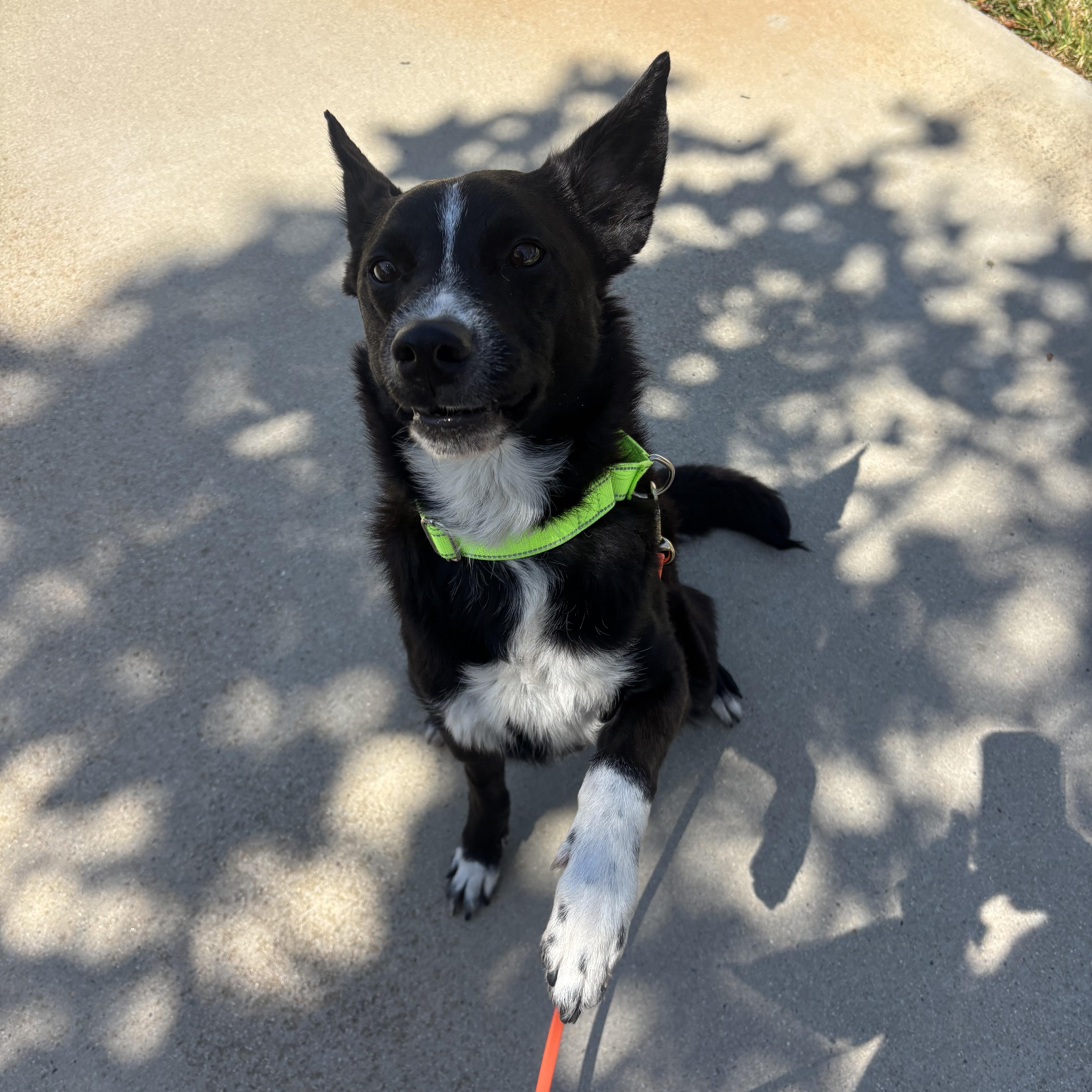 Jimmy, a ADOPTABLE mixed breed in Rancho Santa Margarita, CA image 5/6