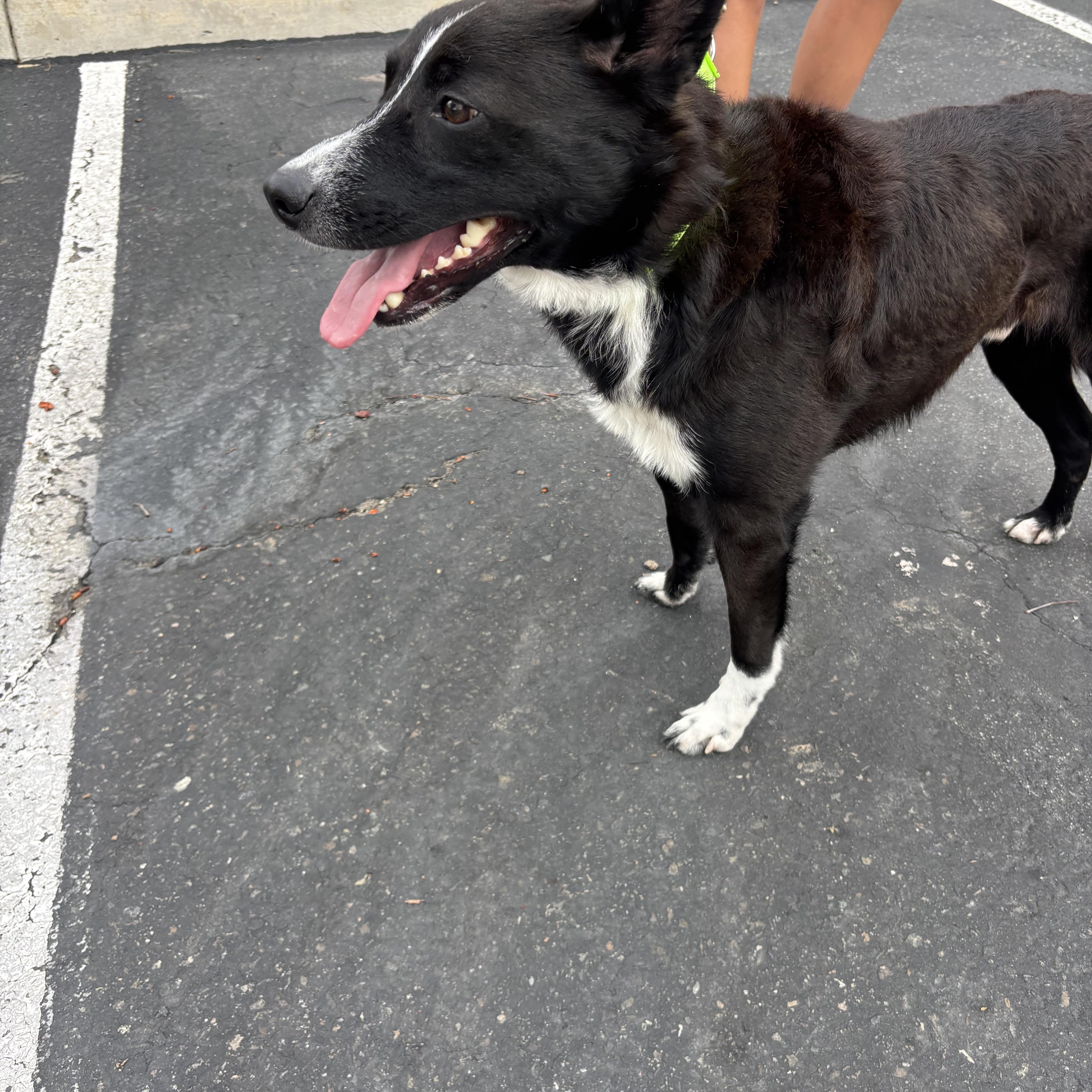 Jimmy, ADOPTABLE, Young Male Carolina Dog.