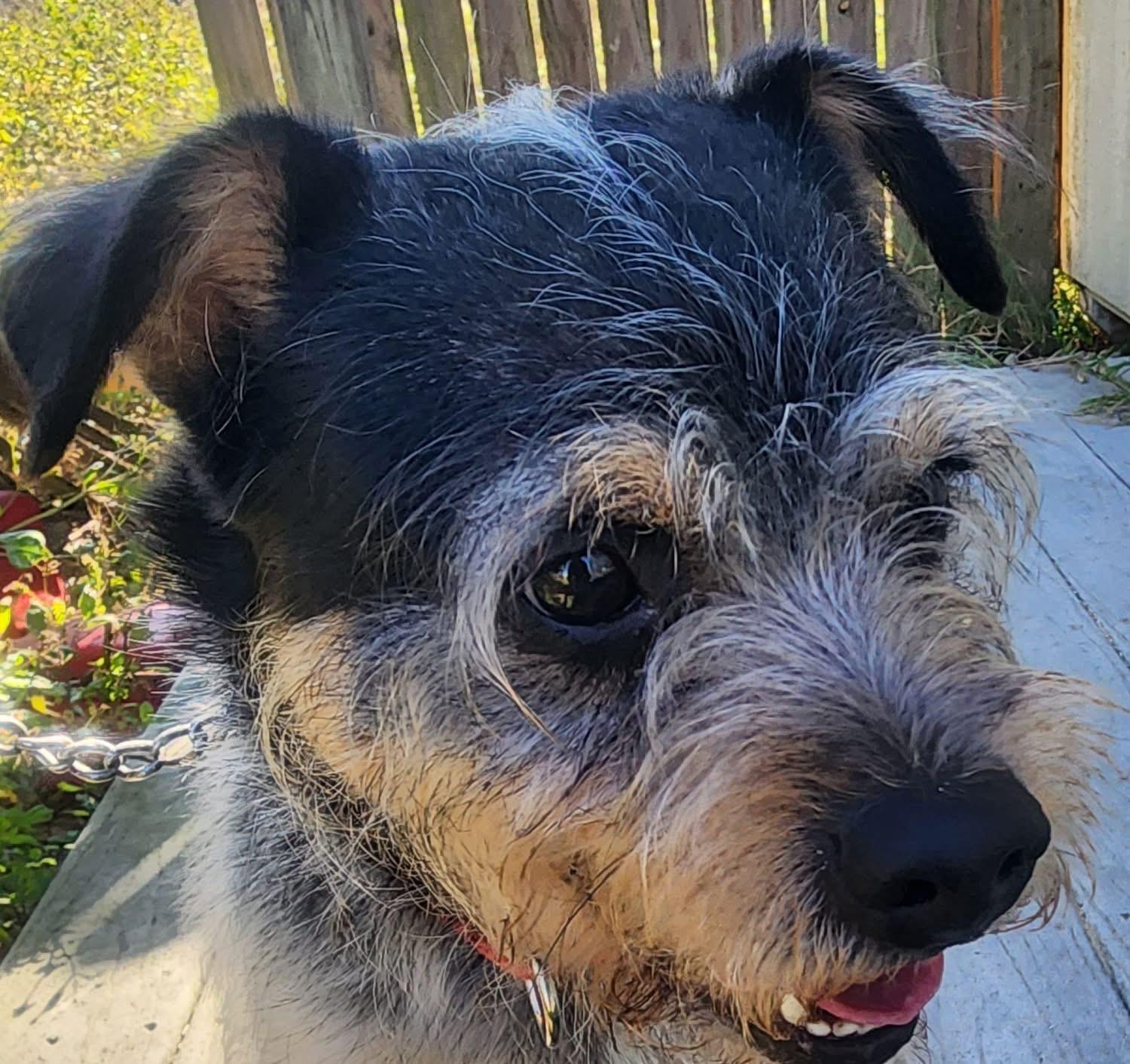 Enlarge Deacon, a Adoptable Miniature Schnauzer in Lorida, FL image 1/2