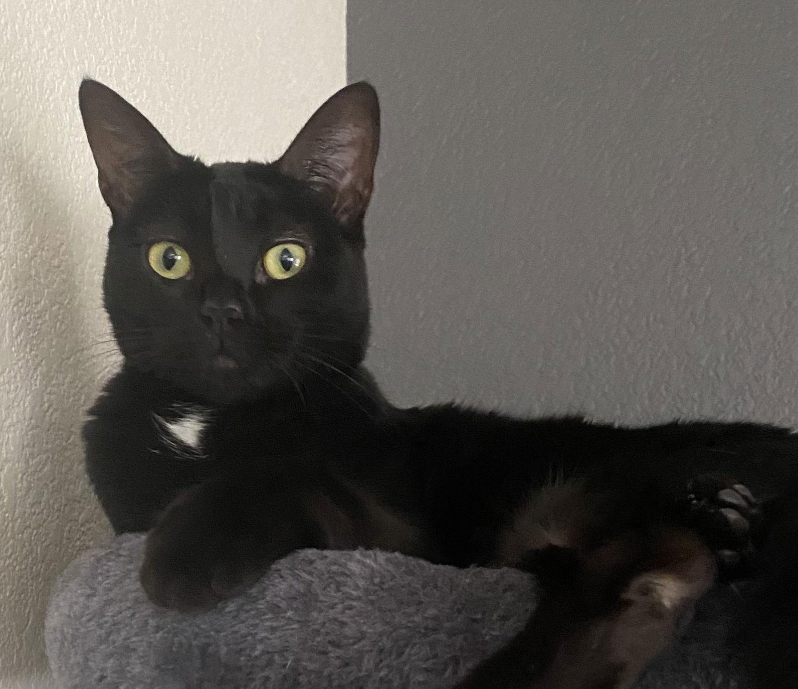 Dottie, a Adoptable Domestic Short Hair in Antioch, CA image 2/3