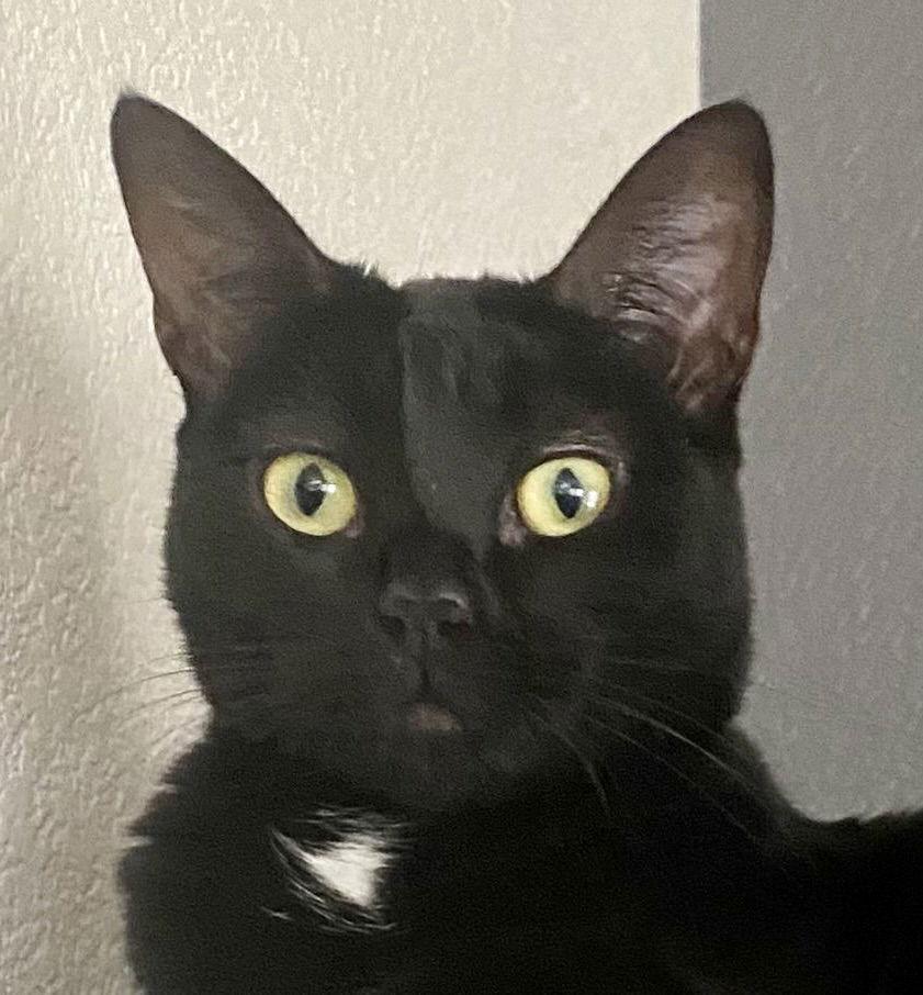 Dottie, a Adoptable Domestic Short Hair in Antioch, CA image 3/3