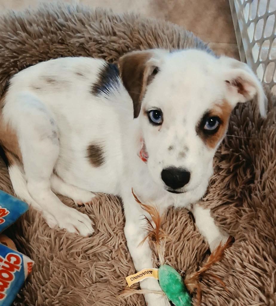 Ethel, Adoptable, Puppy Female Australian Shepherd.