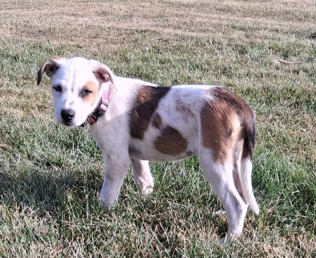 Enlarge Ethel, a Adoptable mixed breed in Bristol, WI image 2/6