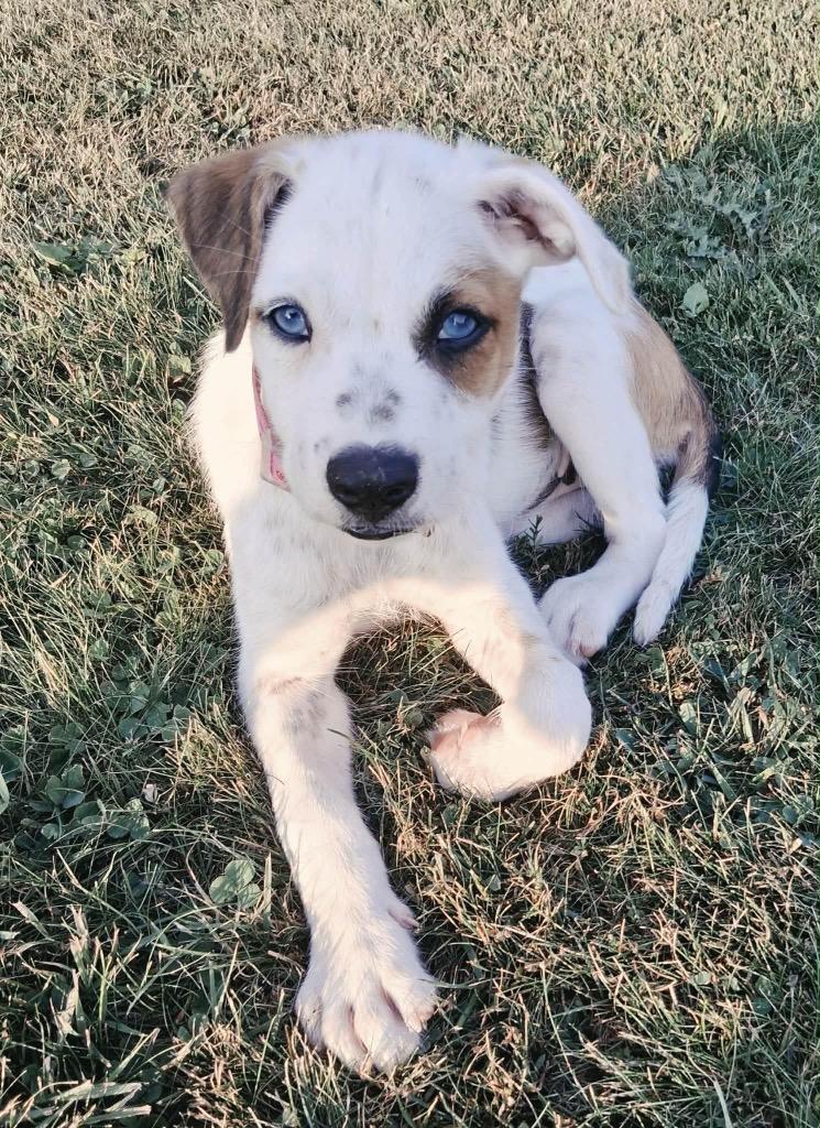 Enlarge Ethel, a Adoptable mixed breed in Bristol, WI image 3/6