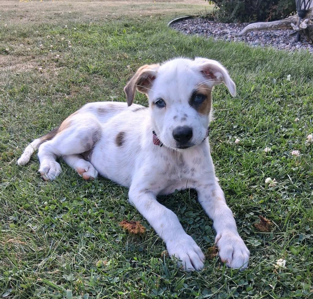 Enlarge Ethel, a Adoptable mixed breed in Bristol, WI image 4/6