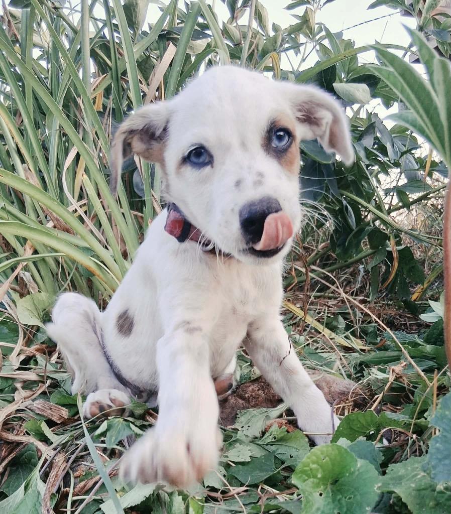 Enlarge Ethel, a Adoptable mixed breed in Bristol, WI image 5/6