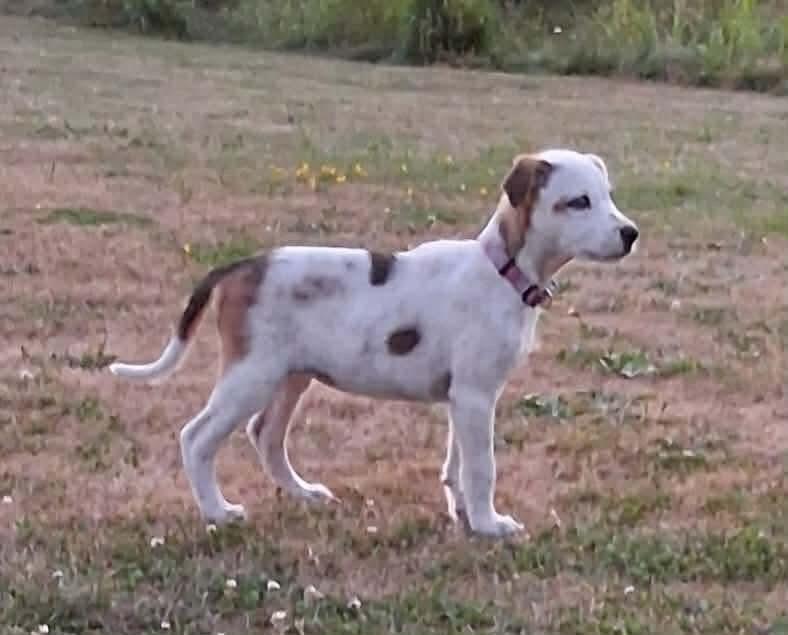 Enlarge Ethel, a Adoptable mixed breed in Bristol, WI image 6/6