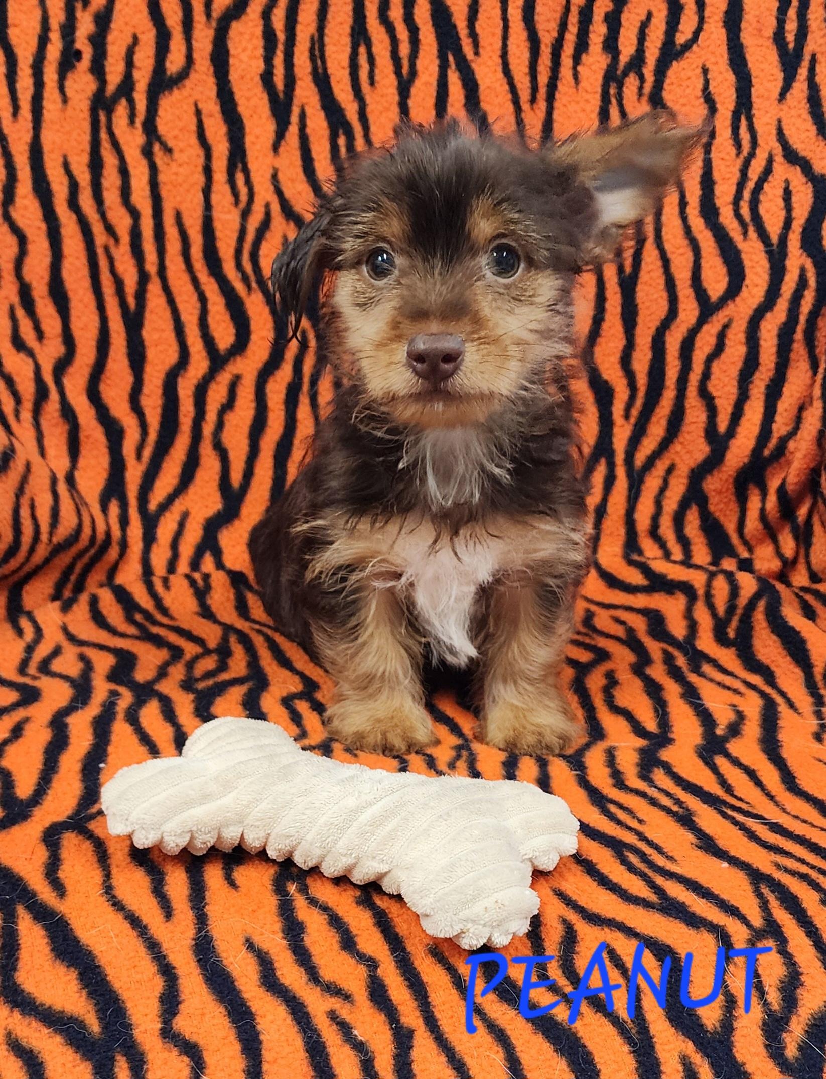 Peanut