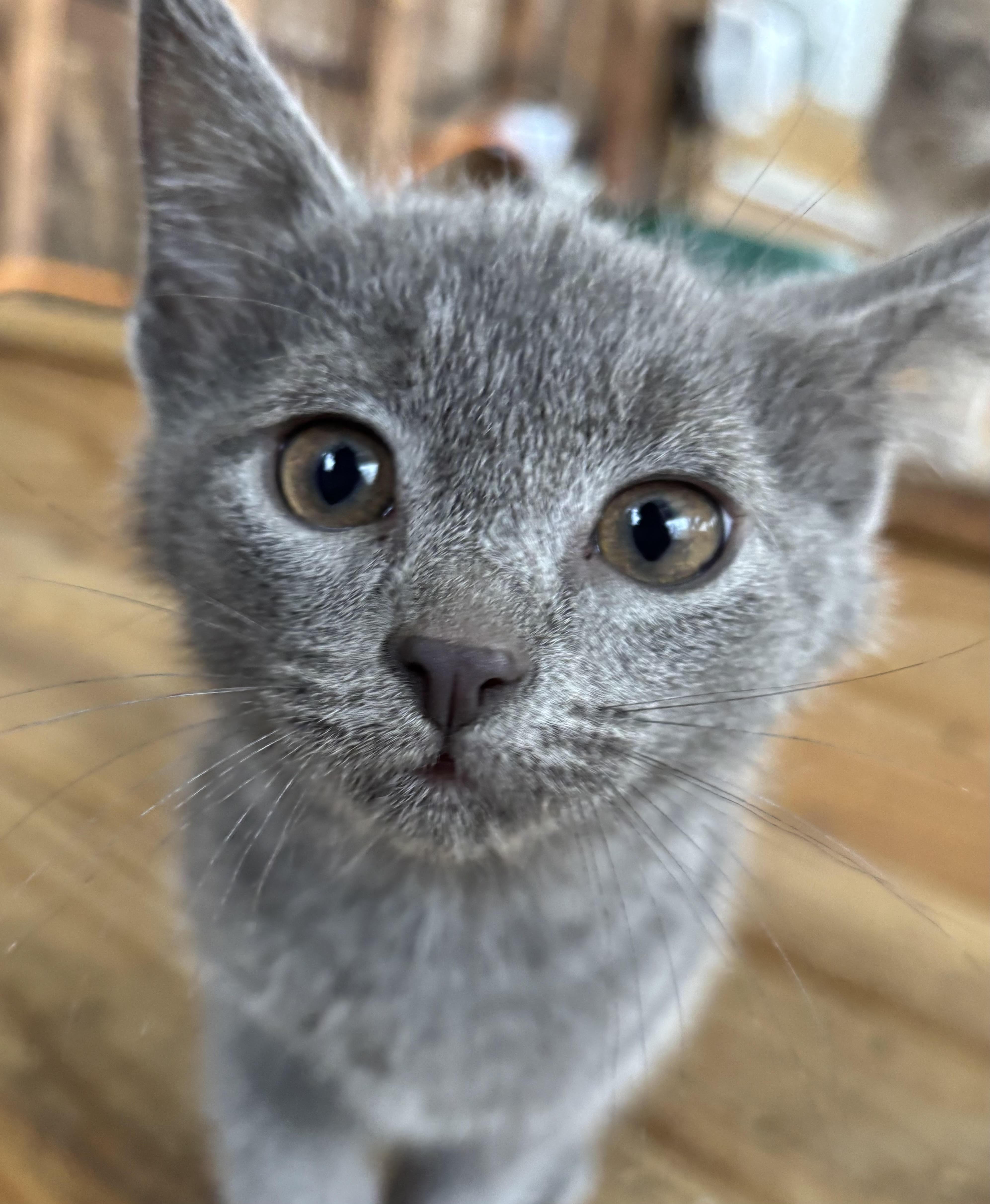 Asher, adopted, Kitten Male Domestic Short Hair.