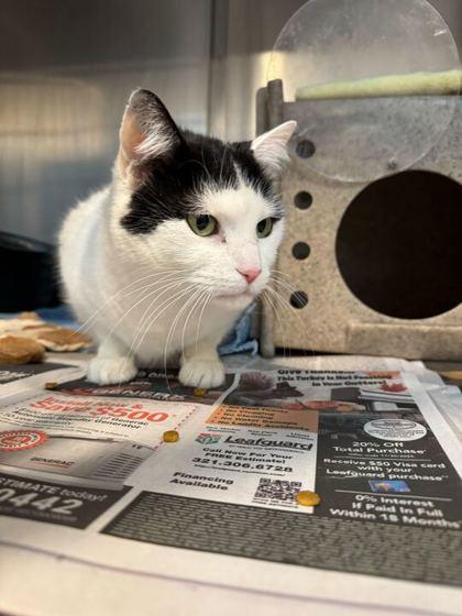 Camy, Adoptable, Adult Female Domestic Short Hair & Domestic Short Hair.