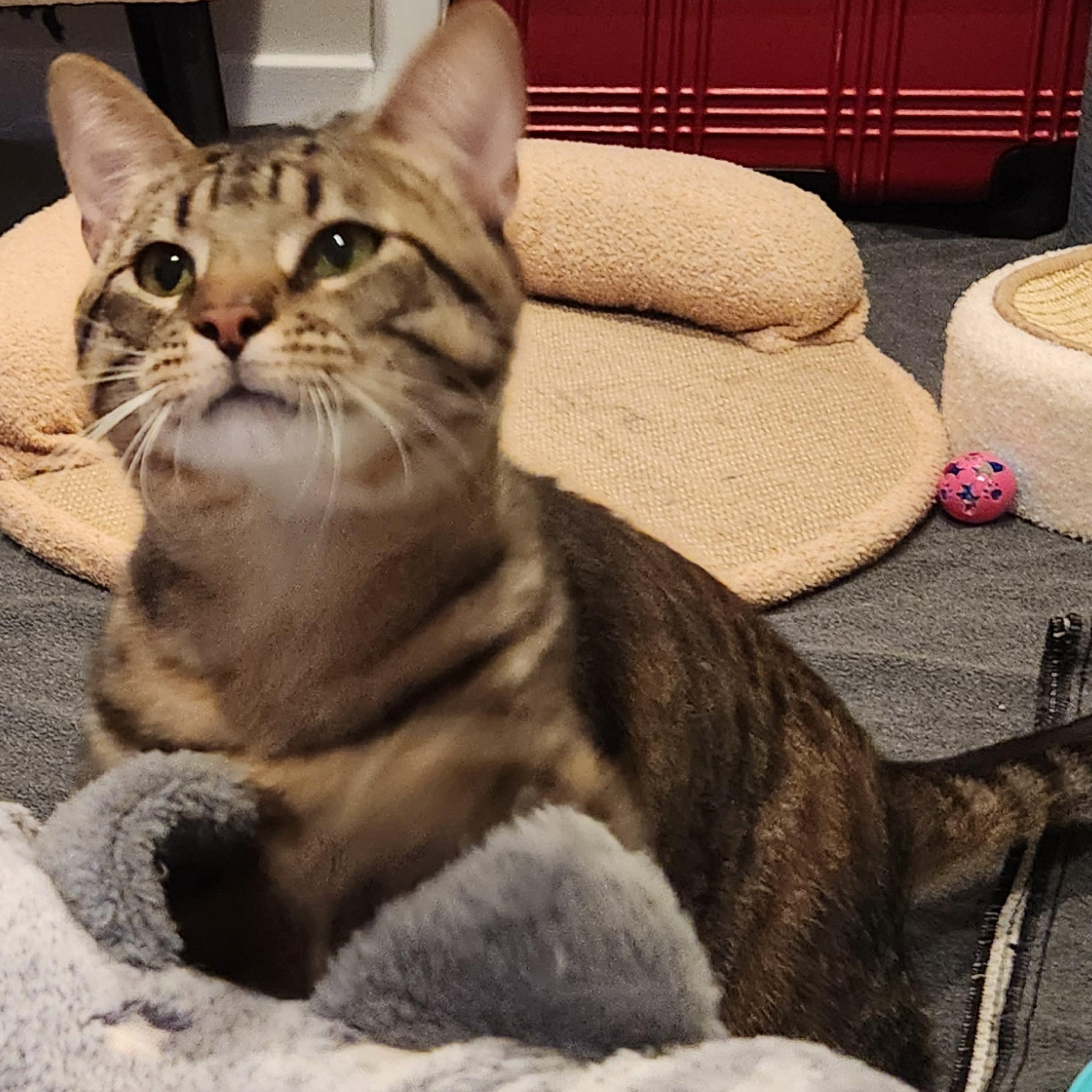 Enlarge Bo-A Big Boy With a Bigger Heart, an adopted Domestic Short Hair in Laurel, MD image 3/5