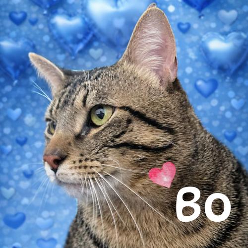 Enlarge Bo-A Big Boy With a Bigger Heart, an adopted Domestic Short Hair in Laurel, MD image 2/5