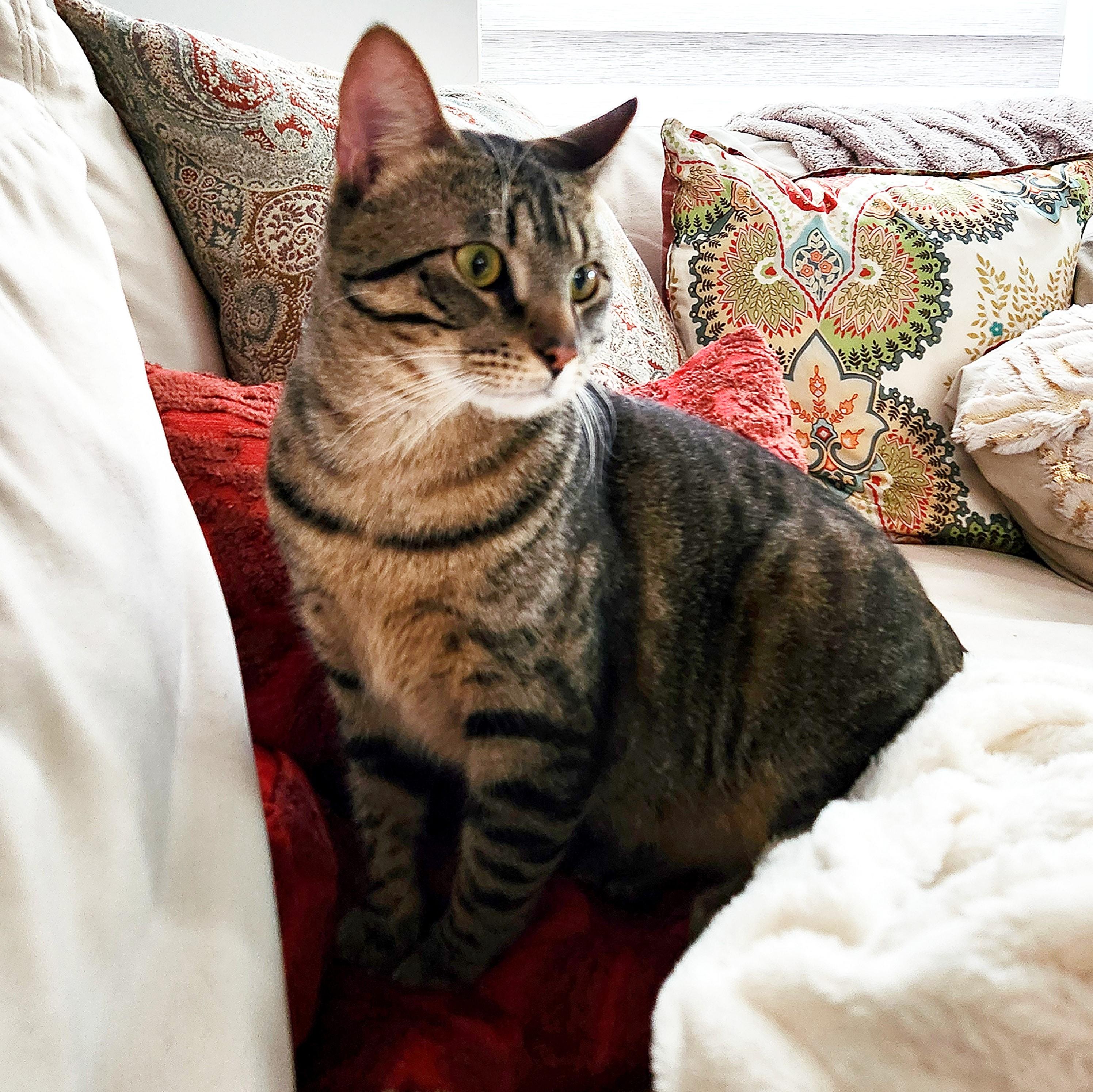 Enlarge Bo-A Big Boy With a Bigger Heart, an adopted Domestic Short Hair in Laurel, MD image 4/5