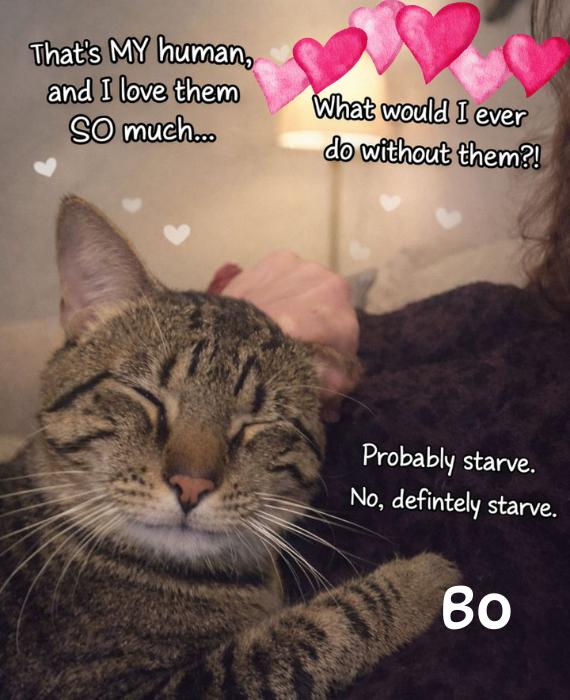 Enlarge Bo-A Big Boy With a Bigger Heart, an adopted Domestic Short Hair in Laurel, MD image 1/5