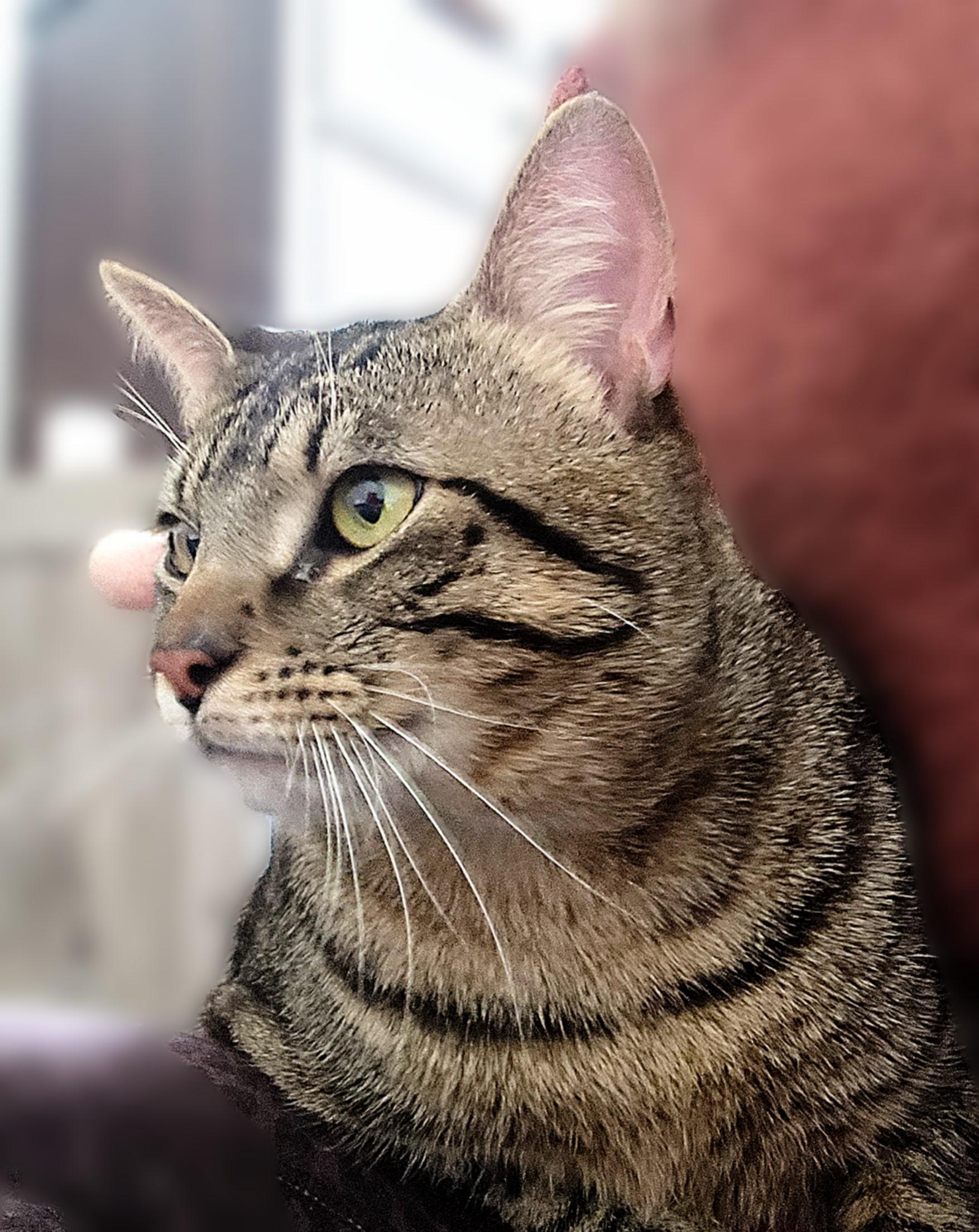 Enlarge Bo-A Big Boy With a Bigger Heart, an adopted Domestic Short Hair in Laurel, MD image 5/5