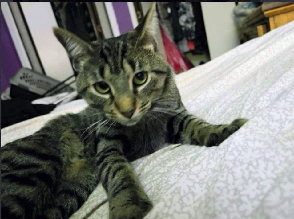 Wilbur, a Adoptable Domestic Short Hair in Nazareth, PA image 2/3