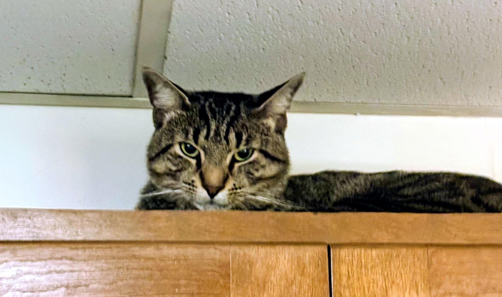 Wilbur, Adoptable, Young Male Domestic Short Hair.