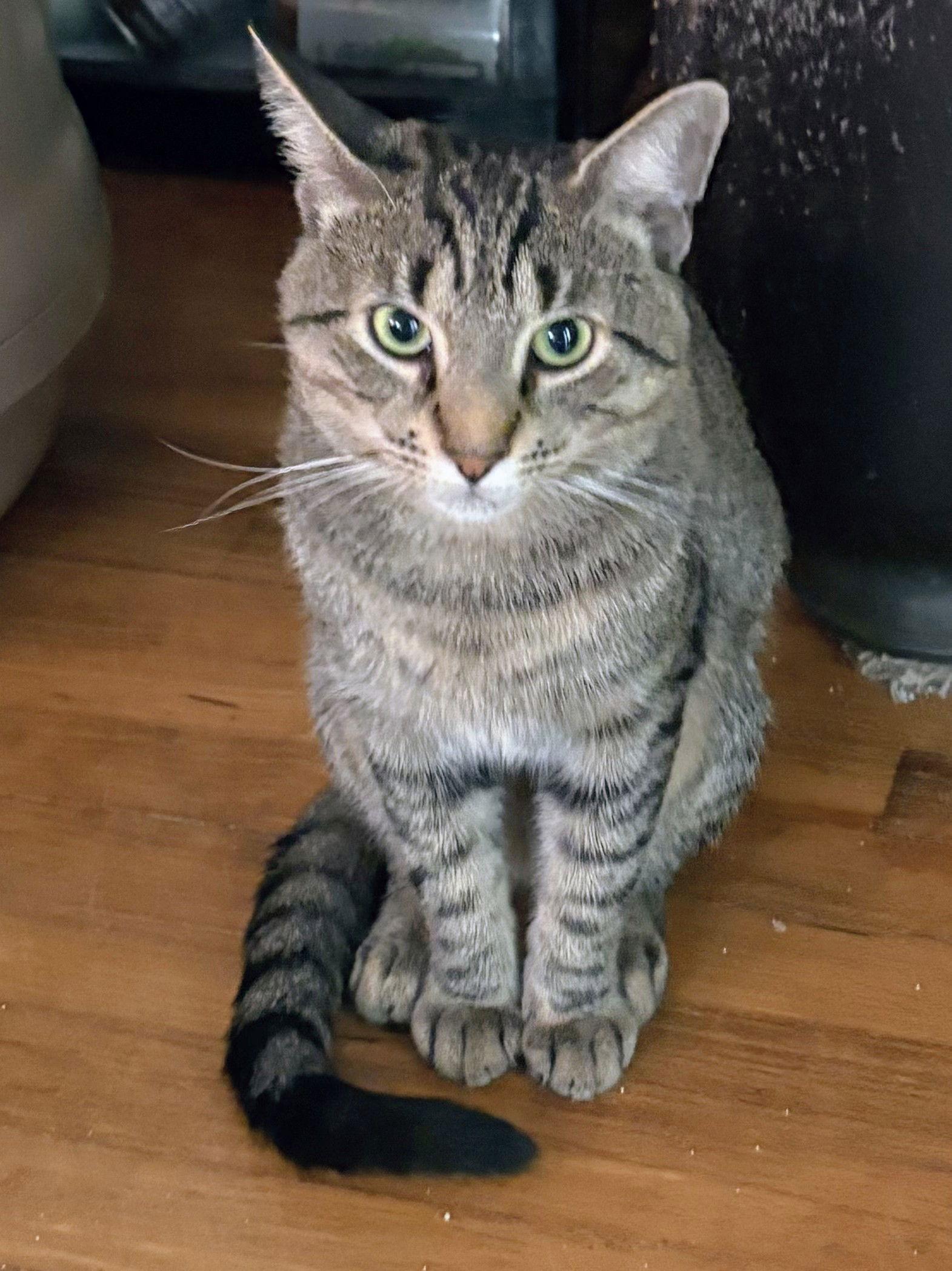 Wilbur, a Adoptable Domestic Short Hair in Nazareth, PA image 3/3