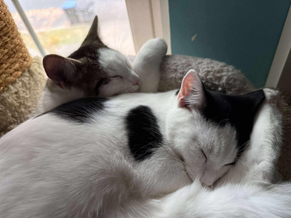 Enlarge Jersey, a Adoptable Domestic Short Hair in Stafford, VA image 2/6