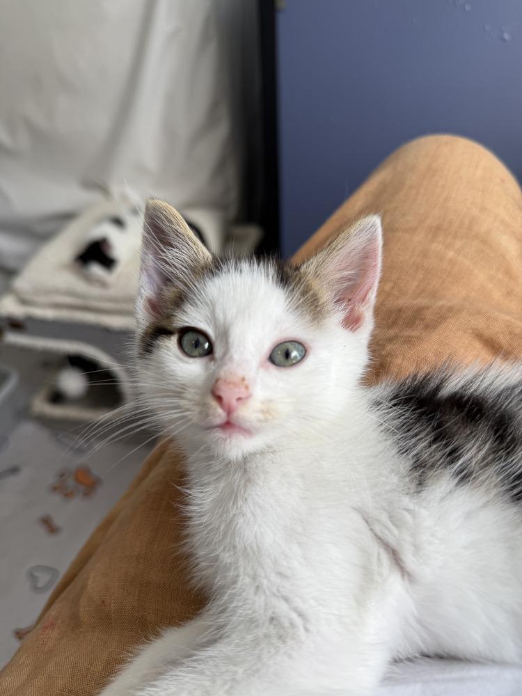 Enlarge Jersey, a Adoptable Domestic Short Hair in Stafford, VA image 3/6