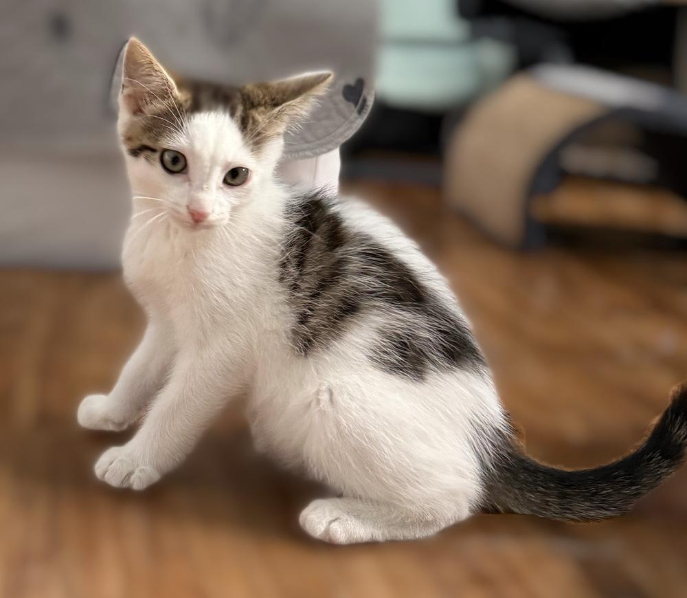 Enlarge Jersey, a Adoptable Domestic Short Hair in Stafford, VA image 4/6