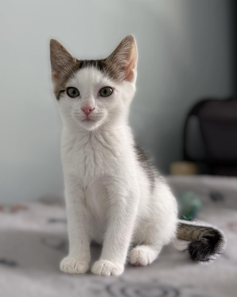 Enlarge Jersey, a Adoptable Domestic Short Hair in Stafford, VA image 4/6