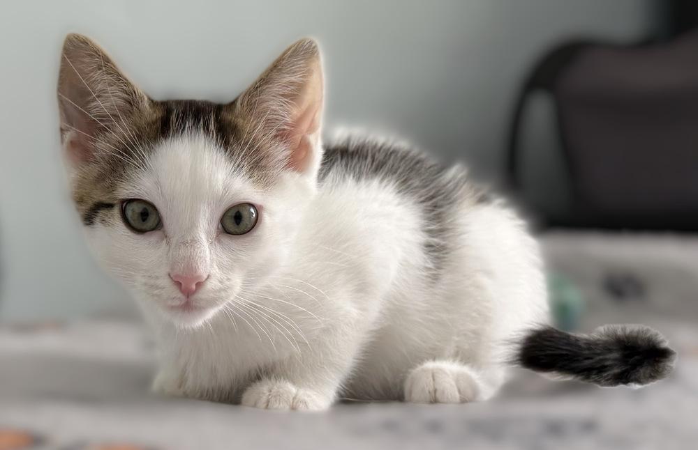 Enlarge Jersey, a Adoptable Domestic Short Hair in Stafford, VA image 6/6