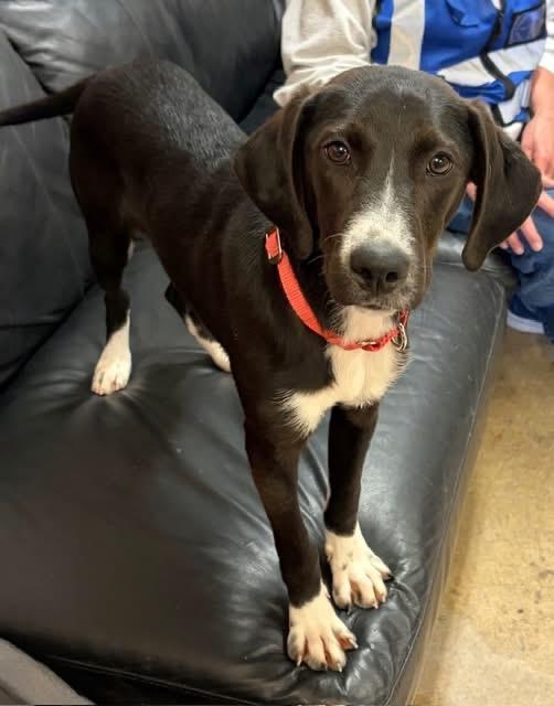 Enlarge Mickie , an adopted mixed breed in Chardon, OH image 4/6