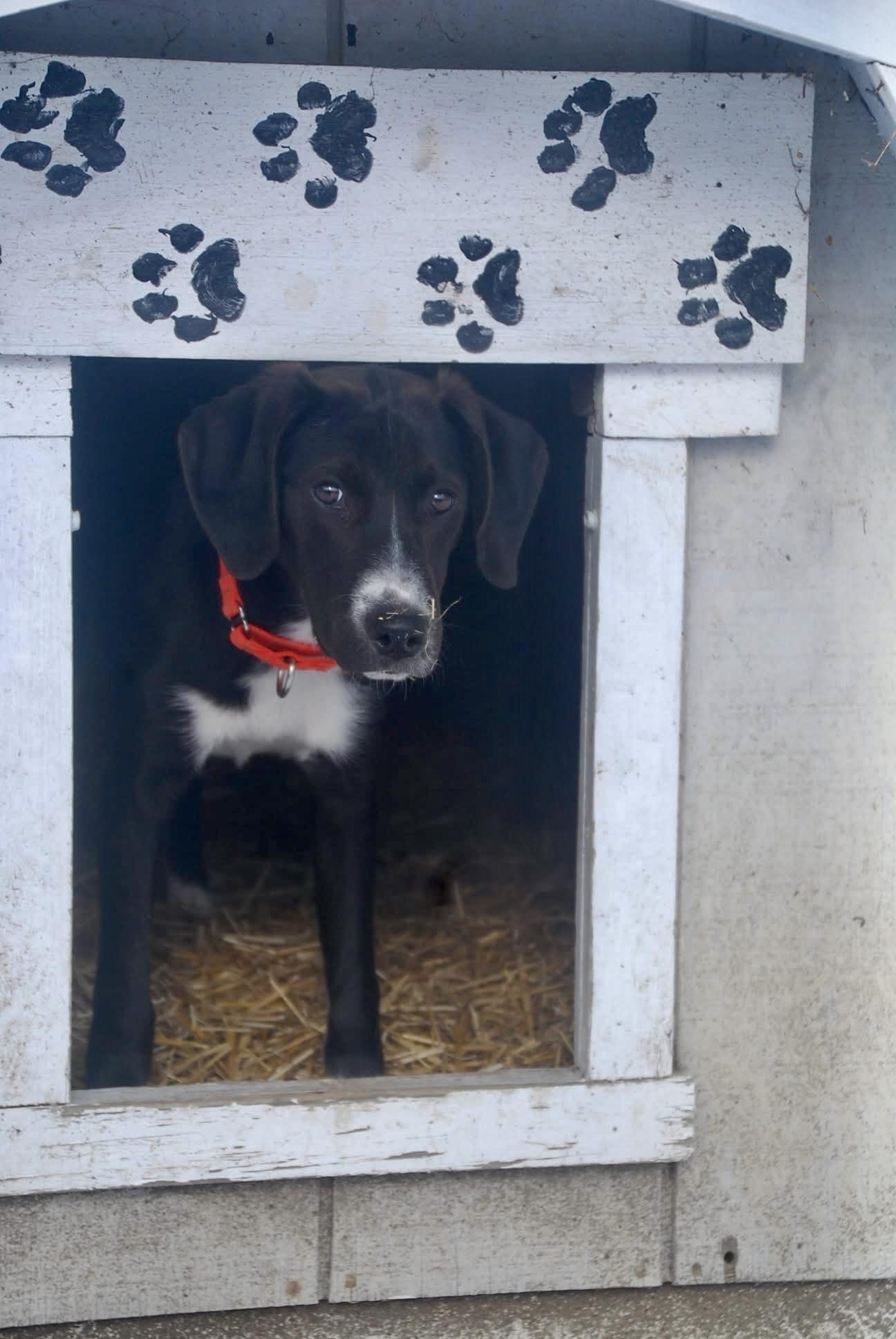 Enlarge Mickie , an adopted mixed breed in Chardon, OH image 6/6