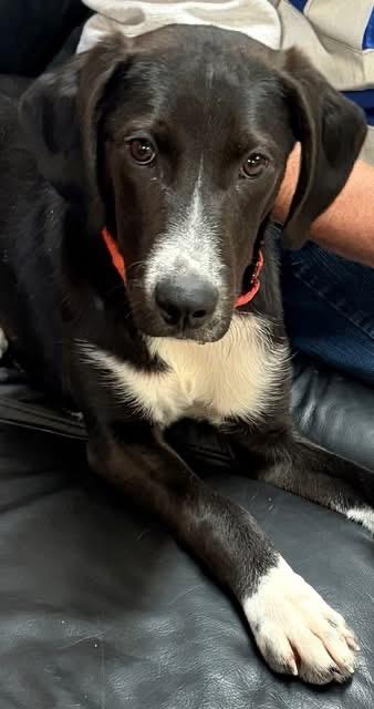 Mickie , adopted, Puppy Male Black Labrador Retriever.