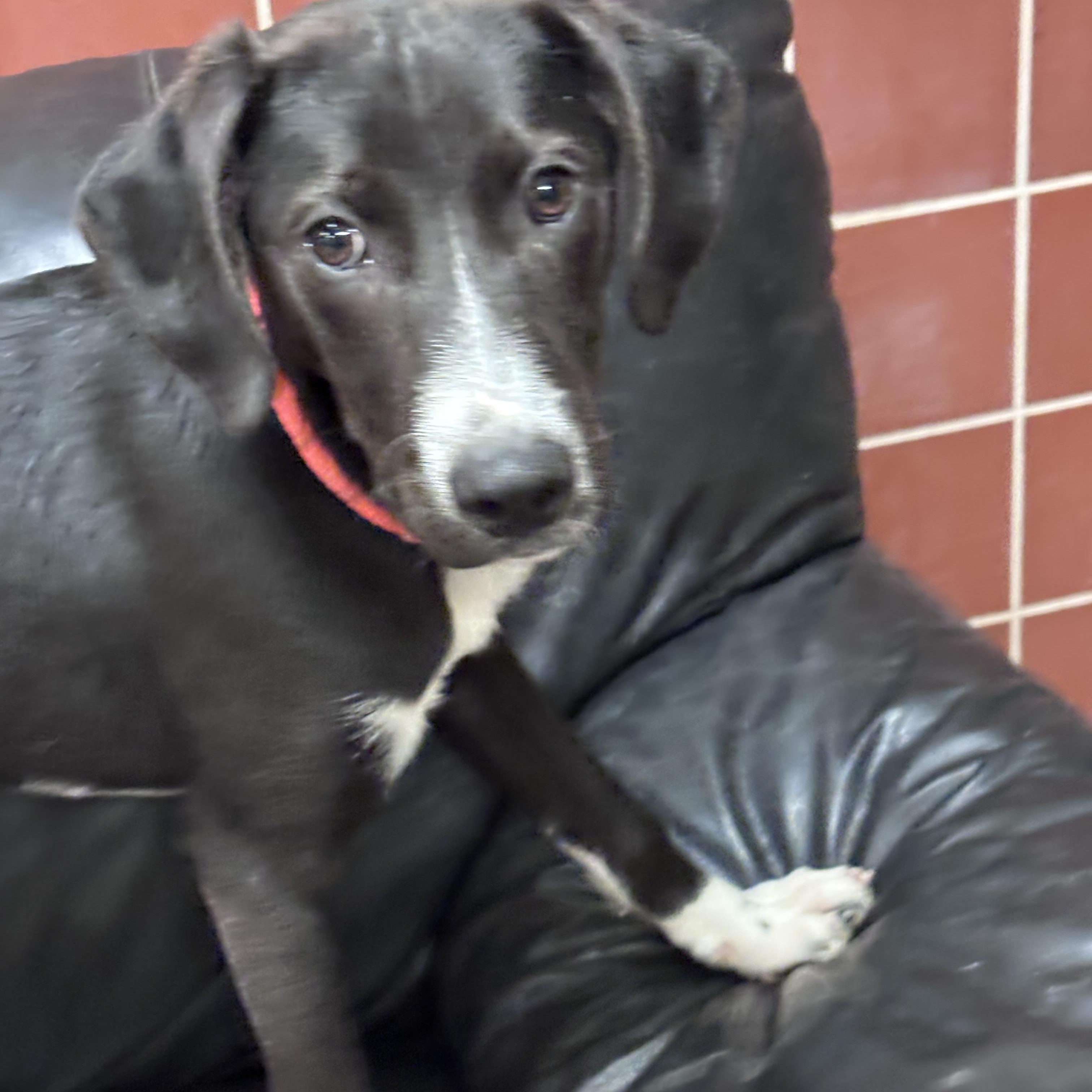 Enlarge Mickie , an adopted mixed breed in Chardon, OH image 2/6