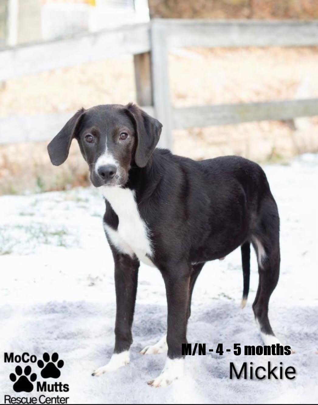 Mickie - arriving 2/21/26 around 10 am, Adoptable, Puppy Male Mixed Breed.