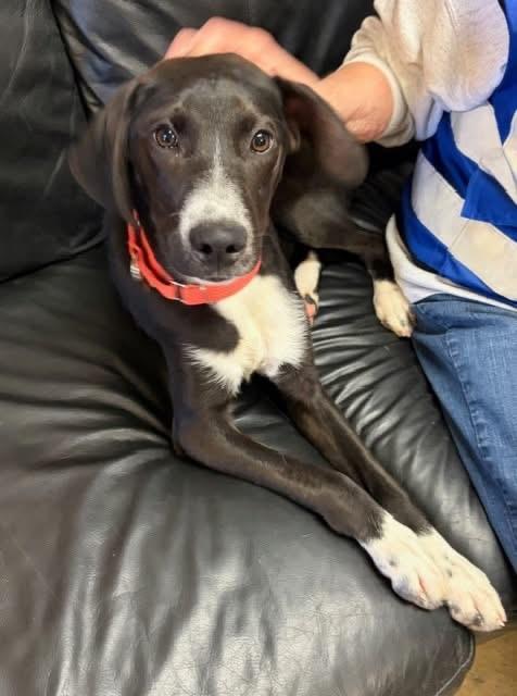 Enlarge Mickie , an adopted mixed breed in Chardon, OH image 5/6