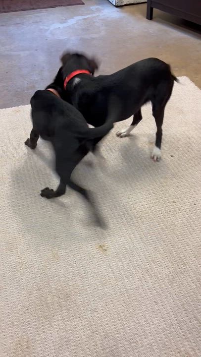 Enlarge Mickie , an adopted mixed breed in Chardon, OH video 3/6